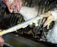 VALINHOS: Apoio à Causa Animal