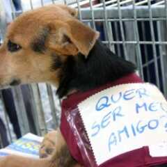VALINHOS: 1ª edição da Feira de Adoção de Animais do Shopping Valinhos