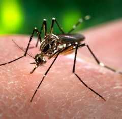 VALINHOS: Disk Dengue