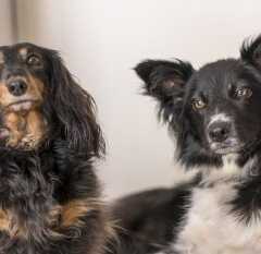 VALINHOS: Amanhã tem 6º Encontro de Cães do Country Club