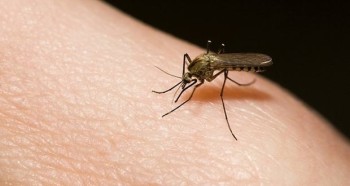 dengue2