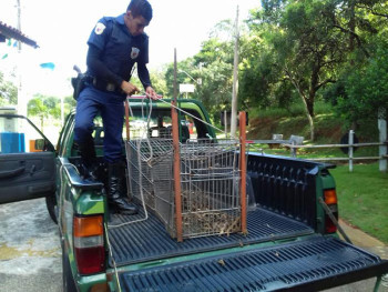 REG_Policial_apreensão Serra Japi_cred GMJ