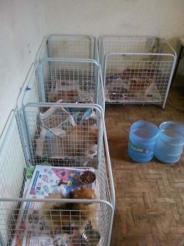 REG_Canil clandestino_cred divulgação