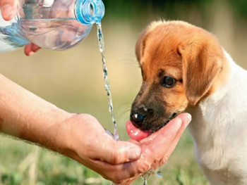 VAL_Bem estar_Crédito Reprodução