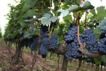 A13_VDO_parreiras de UVAS_cred JCAT