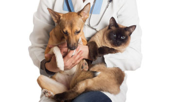 LOU_Castração_Crédito Reprodução