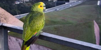 REG_Papagaio_cred divulgação