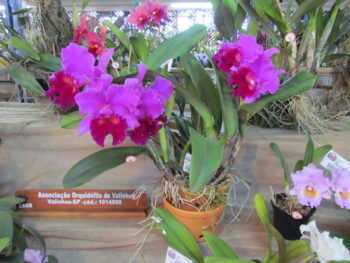 VAL_Orquideas_cred divulgação