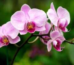 VALINHOS: Exposição Nacional de Orquídeas no Parque Municipal