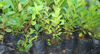 VDO_mudas viveiro municipal