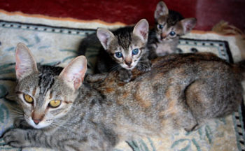 VAL_Adoção 3_cred divulgação