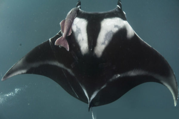 geral_manta-gigante_cred-leo-francini-mantas-do-brasil-fundacao-grupo-boticario