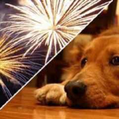 GERAL: 7 dicas para proteger seu cão dos fogos de artifício