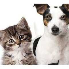 LOUVEIRA: Tem Feira de Adoção de Cães e Gatos neste sábado (15)