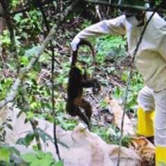 LOUVEIRA: Confirmado primeiro caso de febre amarela. Macaco foi encontrado morto no Capivari