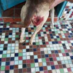 VALINHOS: Homem atira em cachorro
