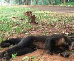 LOUVEIRA: Macacos encontrados mortos por febre amarela colocam cidade em alerta