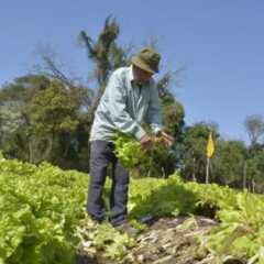 VALINHOS: Agricultor e população ganham com a ‘Quarta é Feira’