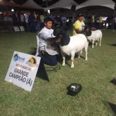 VALINHOS: 1ª ExpoAgro e 11ª Exposição Nacional das Raças Dorper e White Dorper continuam