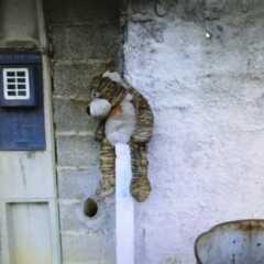 LOUVEIRA: Coluna Louveirando