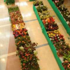 REGIÃO: Feira de Flores traz a beleza de Holambra ao Maxi Shopping Jundiaí