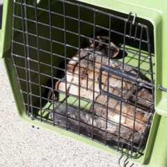 LOUVEIRA: Raposa é atropelada na Romildo Prado