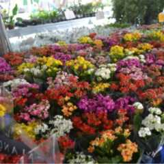 REGIÃO: Feira de Flores festeja a Primavera no Maxi Shopping Jundiaí