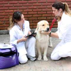 VALINHOS: Projeto aprovado propõe levar atendimento veterinário gratuito aos bairros