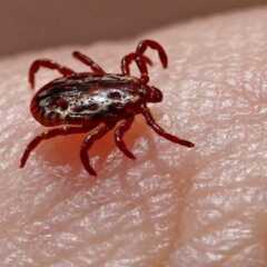 LOUVEIRA: Louveirense morre com suspeita de febre maculosa