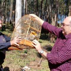 VINHEDO: Prefeitura reintegra pássaros silvestres e seriema à natureza após  recuperação na ONG Mata Ciliar