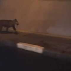 VINHEDO: Onça Parda é capturada em quintal de residência no Centro