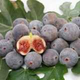 VALINHOS: Cidade reafirma sua liderança como maior produtora de Figo Roxo do Brasil