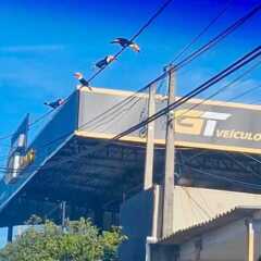 VINHEDO: Tucanos em área urbana chamam a atenção pela beleza e imponência