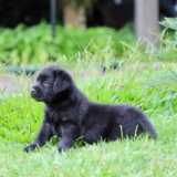 LOUVEIRA: Ajude a escolher o nome do novo Herói da Guarda Municipal